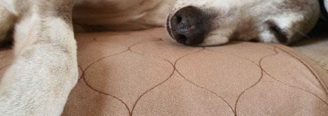 Paws and Presents: Conni Pet Pads for Christmas! 