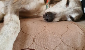 Paws and Presents: Conni Pet Pads for Christmas! 