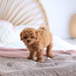Conni Critters Puppy Pee Pads - Small (3 Pack)